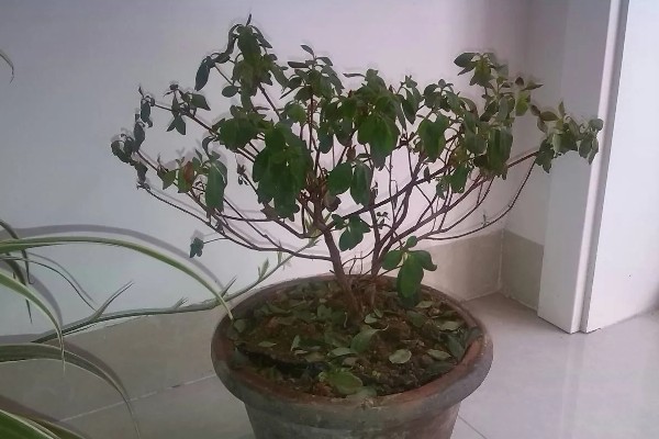 植物施肥过多的表现，过度使用氮肥会造成植株徒长