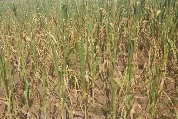 植物施肥过多的表现，过度使用氮肥会造成植株徒长