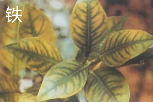 植物施肥过多的表现，过度使用氮肥会造成植株徒长