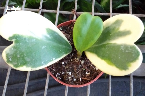 植物施肥过多的表现，过度使用氮肥会造成植株徒长