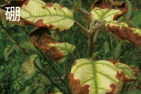 植物施肥过多的表现，过度使用氮肥会造成植株徒长