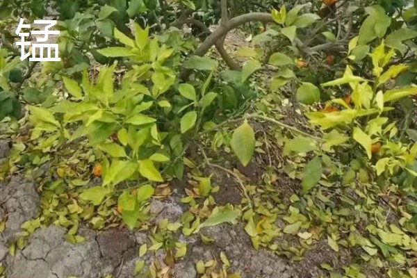 植物施肥过多的表现，过度使用氮肥会造成植株徒长