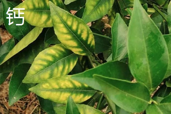 植物施肥过多的表现，过度使用氮肥会造成植株徒长