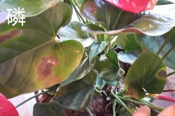 植物施肥过多的表现，过度使用氮肥会造成植株徒长