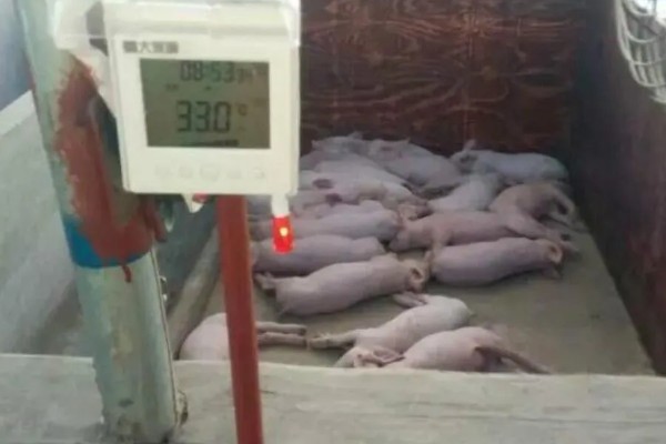 冬天猪不爱吃食怎么处理,首先要确保饲养环境的温度