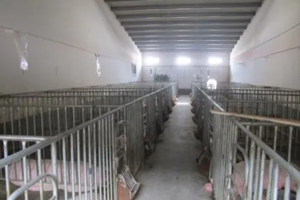冬天猪不爱吃食怎么处理,首先要确保饲养环境的温度