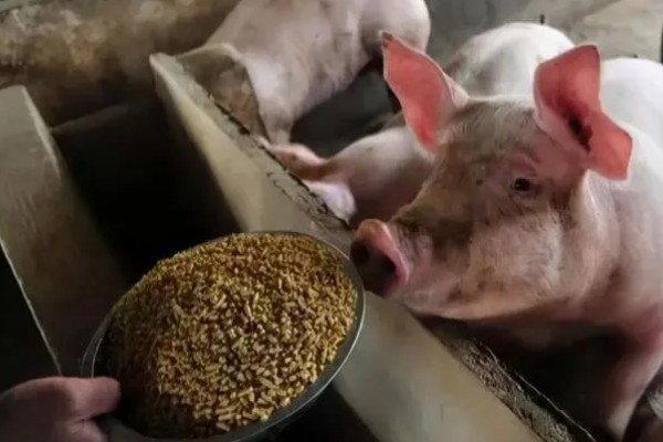冬天猪不爱吃食怎么处理,首先要确保饲养环境的温度