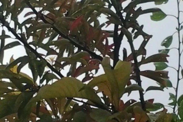 五六年的李子树如何修剪，生长过程中需修剪2-3次