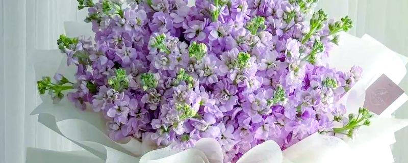 紫罗兰有什么花语，寓意追逐幸福、永不背叛、朦胧的爱