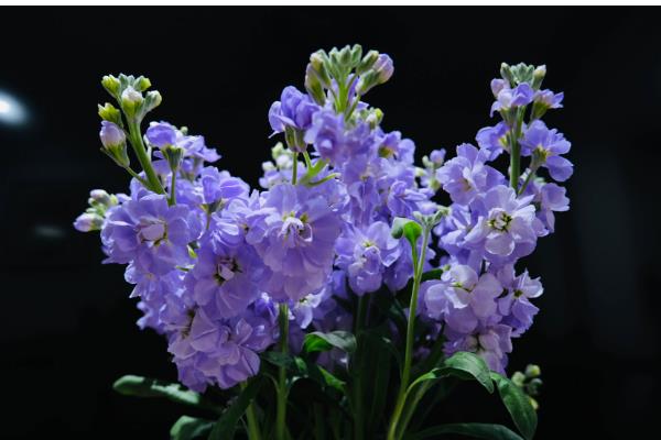 紫罗兰有什么花语，寓意追逐幸福、永不背叛、朦胧的爱