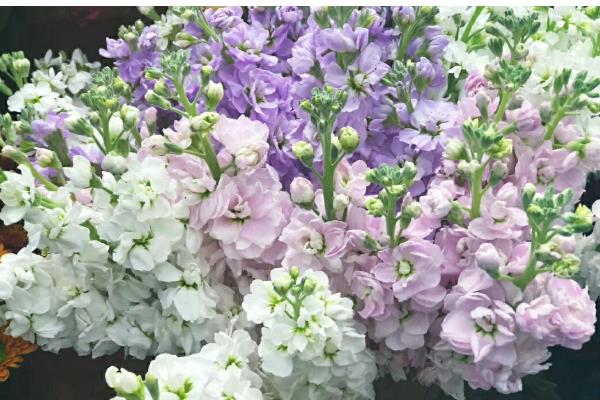 紫罗兰有什么花语，寓意追逐幸福、永不背叛、朦胧的爱