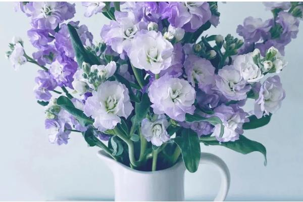 紫罗兰有什么花语，寓意追逐幸福、永不背叛、朦胧的爱