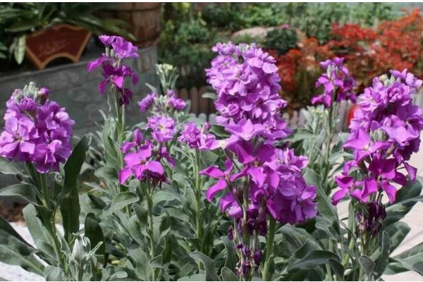 紫罗兰有什么花语，寓意追逐幸福、永不背叛、朦胧的爱