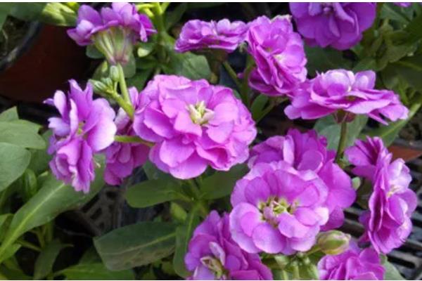 紫罗兰有什么花语，寓意追逐幸福、永不背叛、朦胧的爱