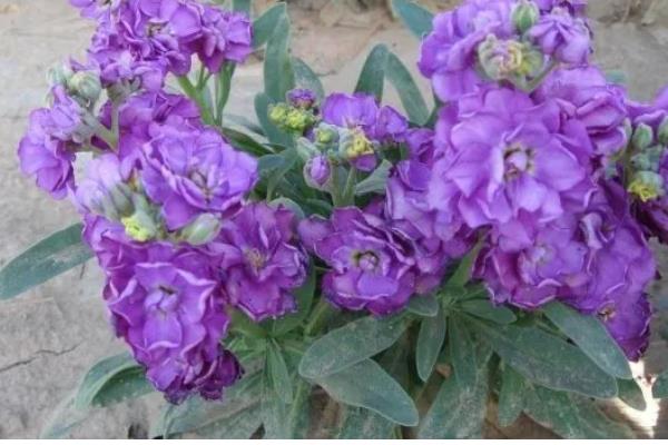 紫罗兰有什么花语，寓意追逐幸福、永不背叛、朦胧的爱