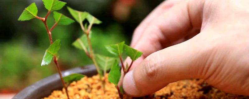 四季樱花如何繁殖，可播种也可扦插