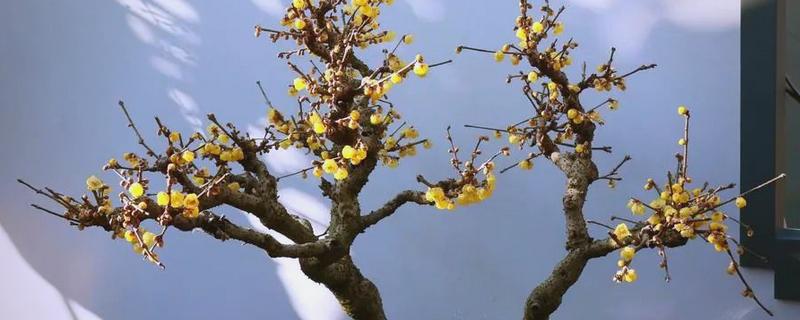 腊梅有花苞后怎么养，可以浇灌磷酸二氢钾