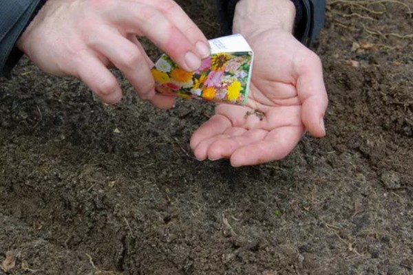 四季樱花如何繁殖，可播种也可扦插