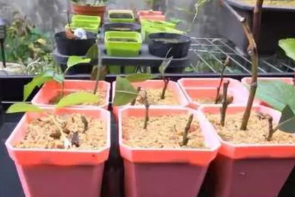 四季樱花如何繁殖，可播种也可扦插