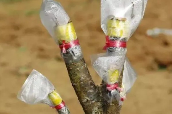 四季樱花如何繁殖，可播种也可扦插