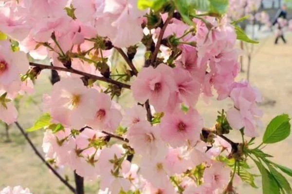 四季樱花如何繁殖，可播种也可扦插