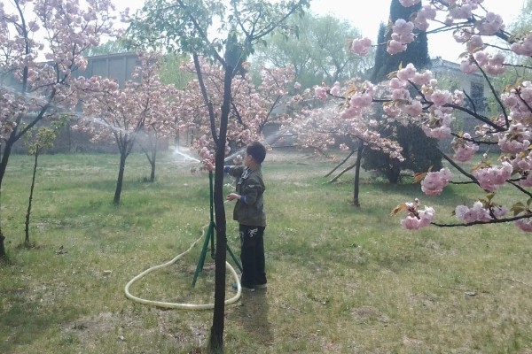 四季樱花如何繁殖，可播种也可扦插