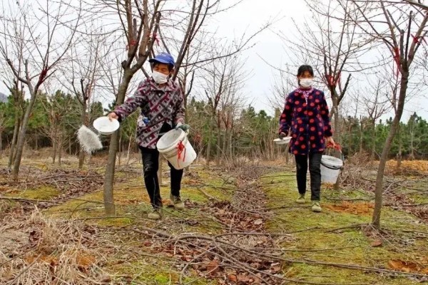 四季樱花如何繁殖，可播种也可扦插
