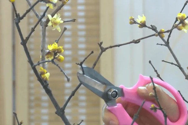 腊梅有花苞后怎么养，可以浇灌磷酸二氢钾