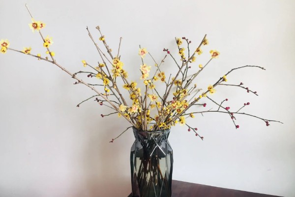 腊梅有花苞后怎么养，可以浇灌磷酸二氢钾