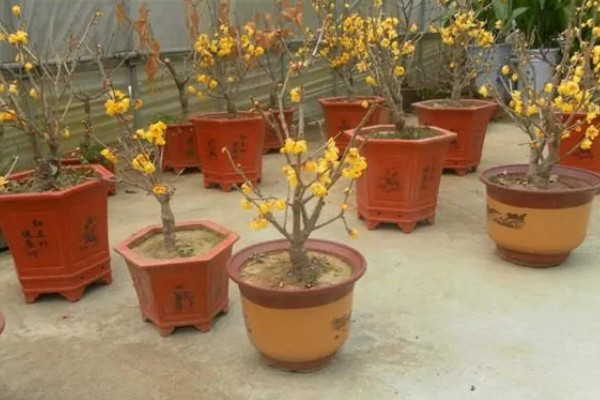 腊梅有花苞后怎么养，可以浇灌磷酸二氢钾