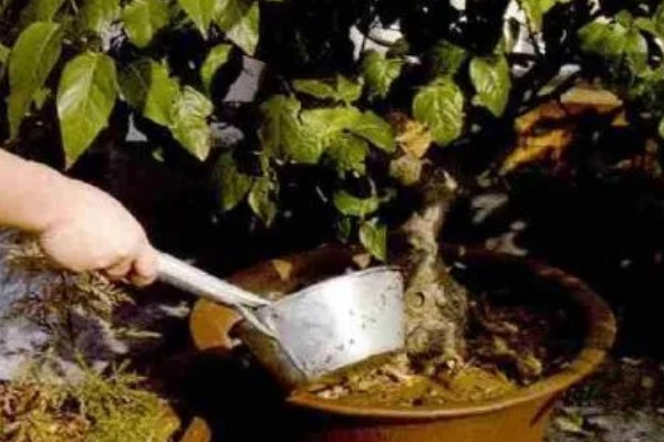 腊梅有花苞后怎么养，可以浇灌磷酸二氢钾