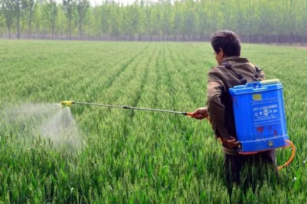 小麦发黄死苗烂根如何防治,可在返青期每亩追施适量复合肥