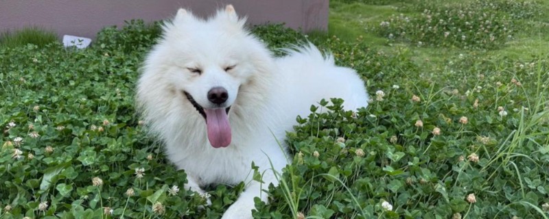 给萨摩耶剪指甲的方法，避开血管剪掉弯曲的指甲