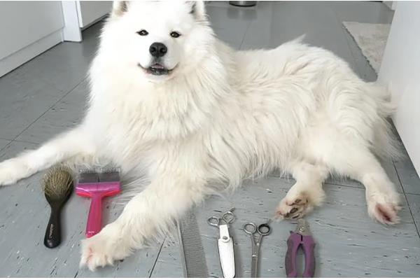 给萨摩耶剪指甲的方法,避开血管剪掉弯曲的指甲