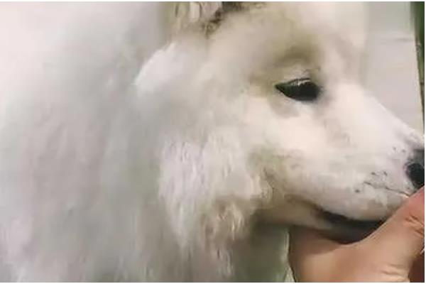 给萨摩耶剪指甲的方法,避开血管剪掉弯曲的指甲