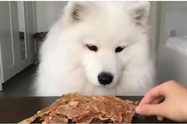 给萨摩耶剪指甲的方法,避开血管剪掉弯曲的指甲