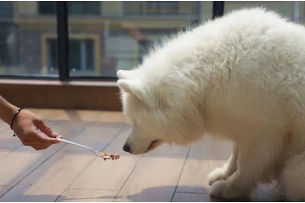 给萨摩耶剪指甲的方法,避开血管剪掉弯曲的指甲