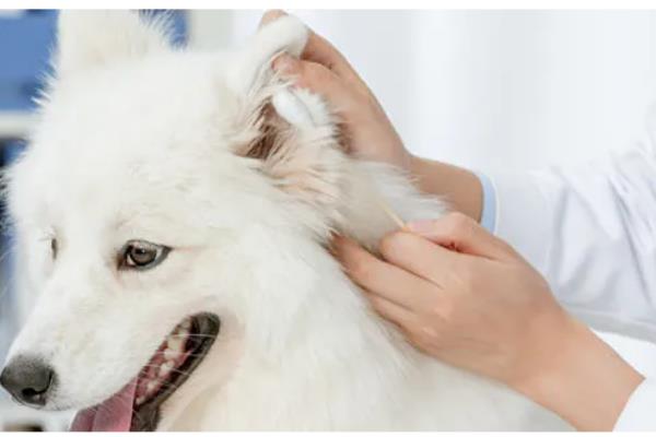 给萨摩耶剪指甲的方法,避开血管剪掉弯曲的指甲