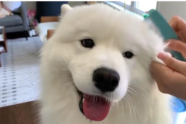 给萨摩耶剪指甲的方法,避开血管剪掉弯曲的指甲