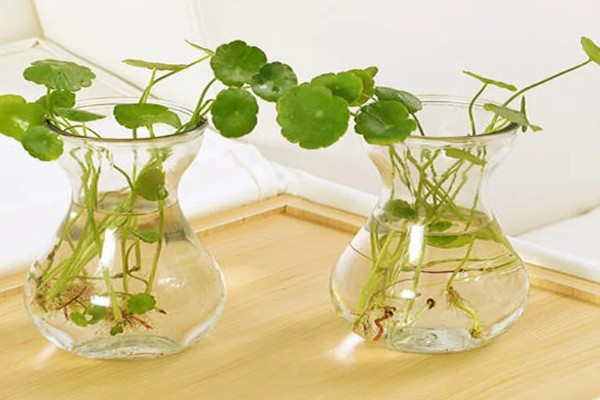 水培铜钱草怎么养，选择干净的水质