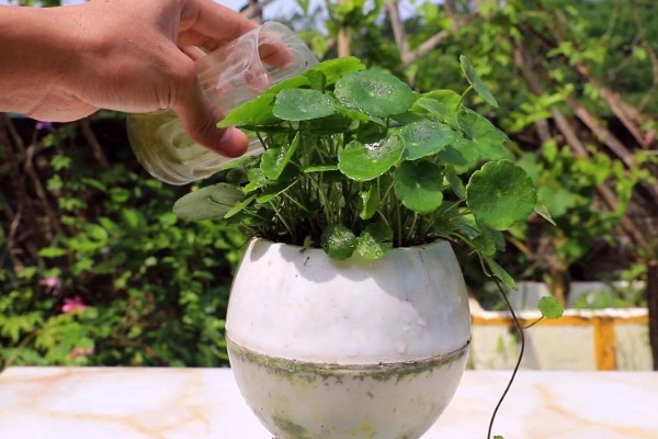 水培铜钱草怎么养，选择干净的水质