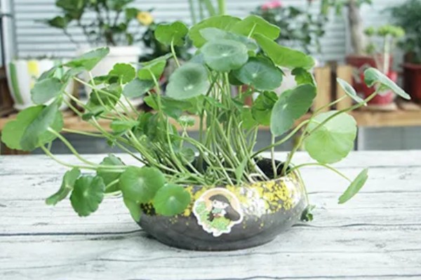 水培铜钱草怎么养，选择干净的水质