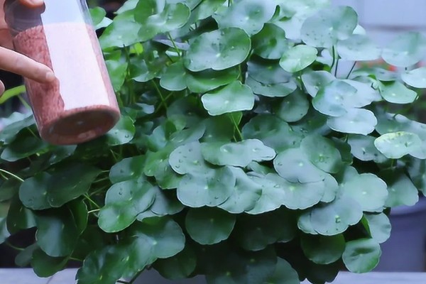 水培铜钱草怎么养，选择干净的水质