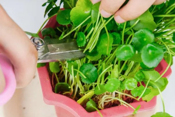 水培铜钱草怎么养，选择干净的水质