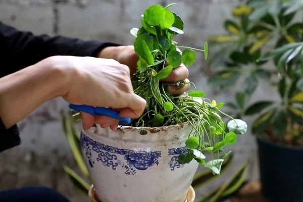 水培铜钱草怎么养，选择干净的水质