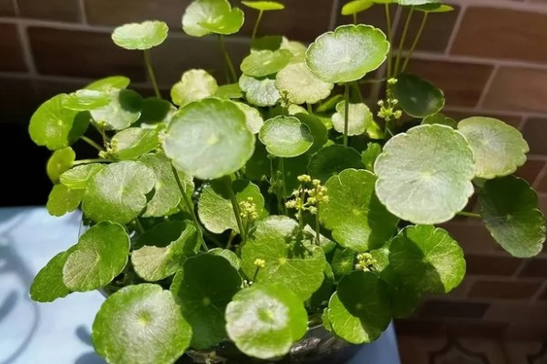 水培铜钱草怎么养，选择干净的水质