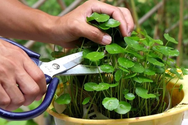 水培铜钱草怎么养，选择干净的水质