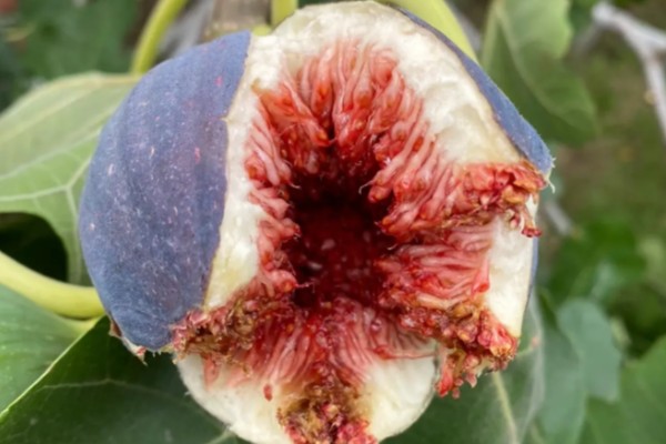 无花果树会开花吗，无花果树会开花