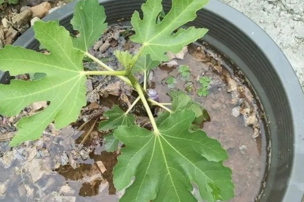 无花果树会开花吗，无花果树会开花