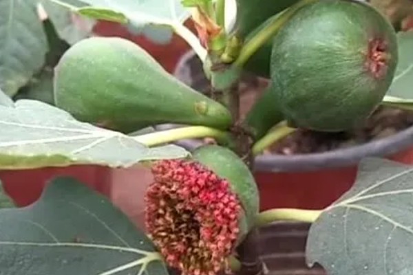 无花果树会开花吗，无花果树会开花